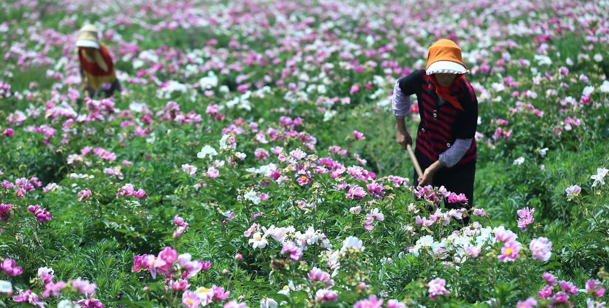 芍药花种植基地1200.jpg